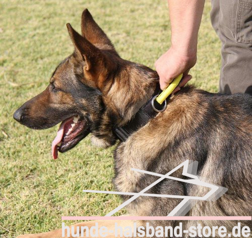 Nylon Hundehalsband mit Verschluss und dem Griff