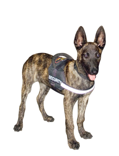 Reflective Nylon Dog Harness