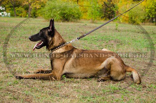 Einzigartiges Hundehalsband aus Leder mit Nieten für Malinois