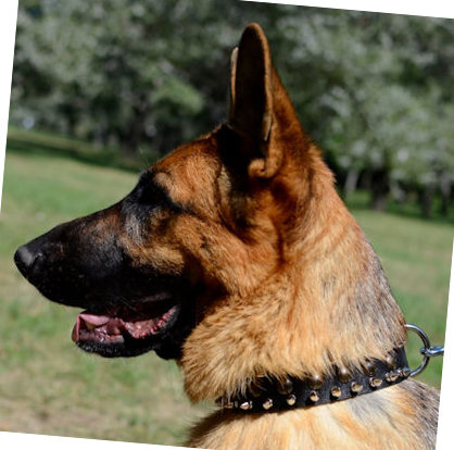 German Shepherd collar leather exclusive