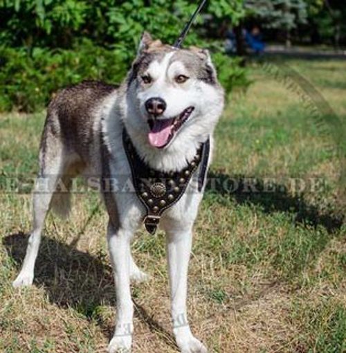 Super Hundegeschirr aus Leder mit Nieten für Husky⑤⑤⑤ - zum Schließen ins Bild klicken