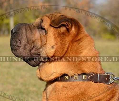 Einizigartiges Lederhalsband für Sharpei