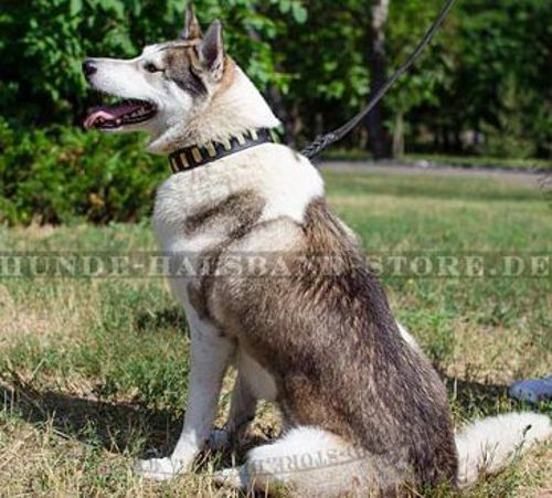 Lederhalsband mit Messingplatten für Husky ▭▭▭ - zum Schließen ins Bild klicken