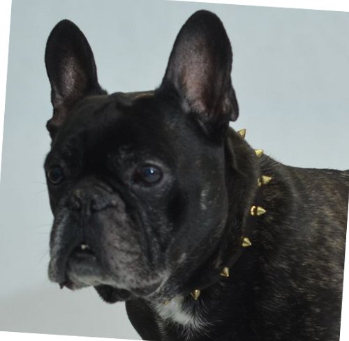 Designer dog collar for French Bulldog, Spiked collar