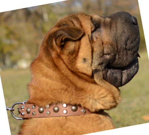 Dog Collar with Studded Design for Shar Pei