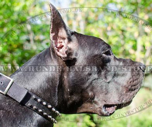 Nylonhalsband mit Spikes für Deutsche Dogge - zum Schließen ins Bild klicken