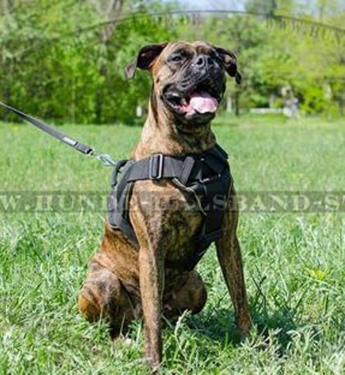 Hundegeschirr aus festem Nylon für Boxer- Bestseller✔✔✔ - zum Schließen ins Bild klicken