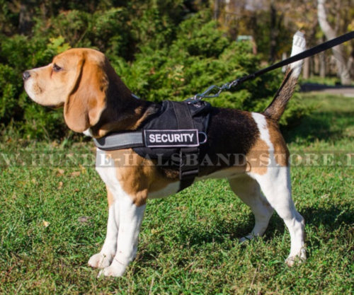 Super-Sicherheit Nylongeschirr mit Klettlogos für Beagle - zum Schließen ins Bild klicken