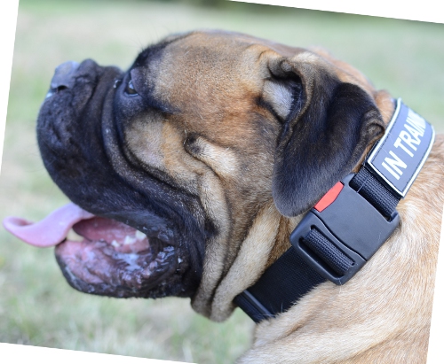 Bullmastiff Collar Nylon