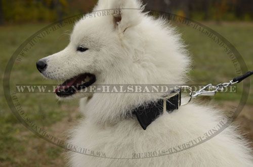 Allwetter Hundehalsband aus Nylon für Samojede - zum Schließen ins Bild klicken