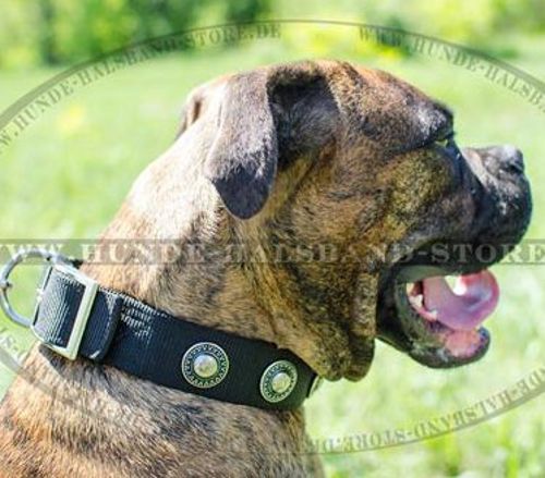 Super festes Hundehalsband mit Konchen für Deutscher Boxer