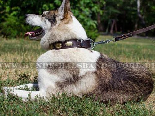 Lederhalsband mit Messingovalen für Husky⑤⑤⑤ - zum Schließen ins Bild klicken