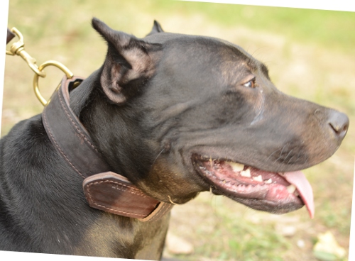 K9 dog collar for Pit Bull, leather agitation collar