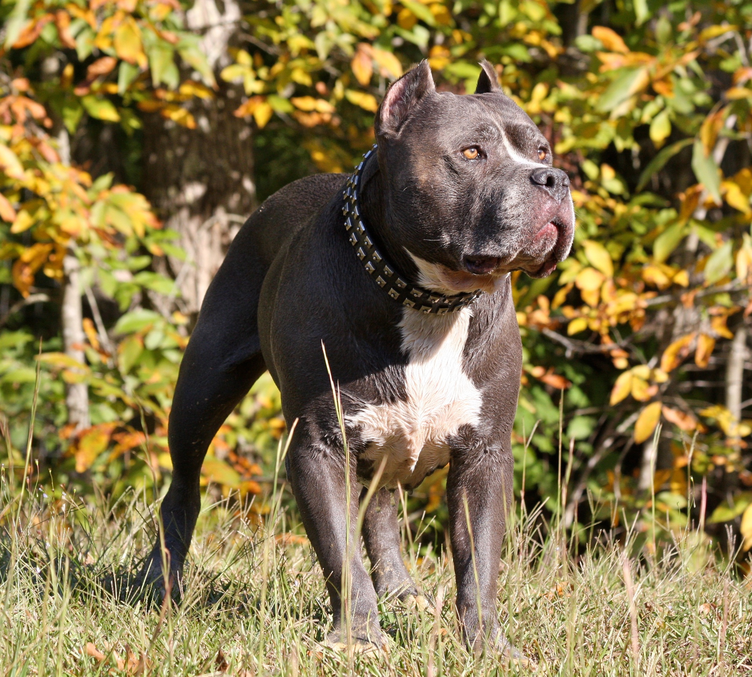 hundehalsband leder Pitbull