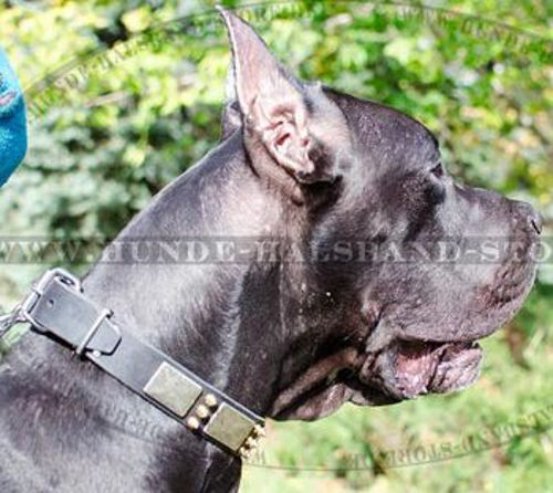 Nietenhalsband für Deutsche Dogge - zum Schließen ins Bild klicken