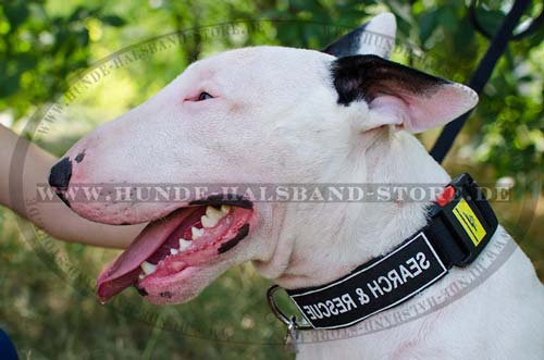 Logohalsband aus Nylon für Bullterrier Neu