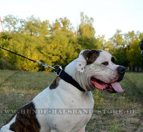 Hundehalsband ohneHandschlaufe