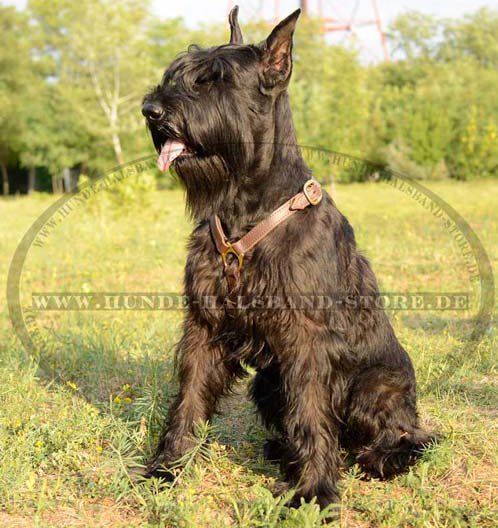 Harness of 2 ply leather for Giant Schnauzer