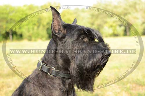 Giant Schnauzer dog collar leather combined