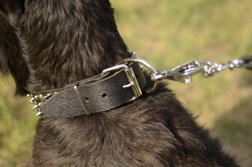 Hundehalsband aus Leder für Riesenschnauzer, Spikes und Nieten - zum Schließen ins Bild klicken
