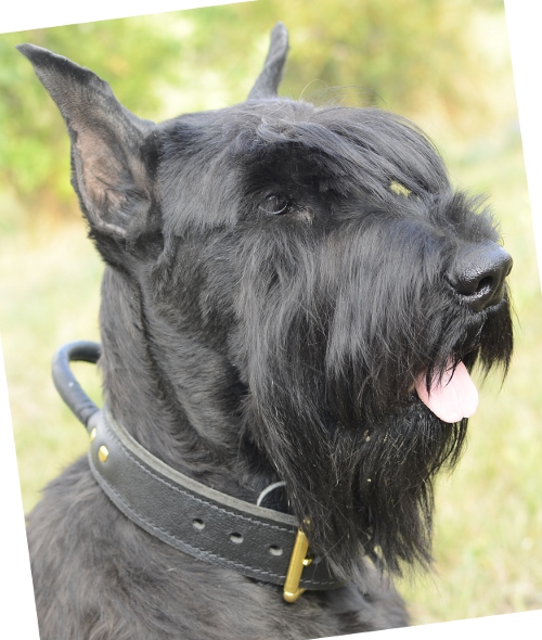 collar for Giant Schnauzer, leather dog collar