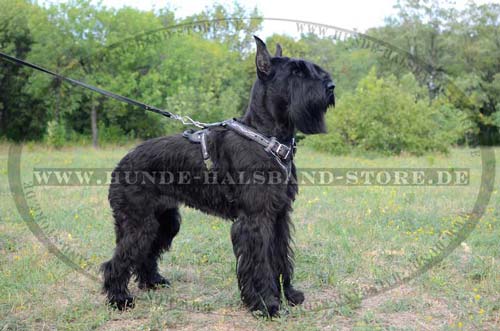 Big Schnauzer Dog Harness Exclusive