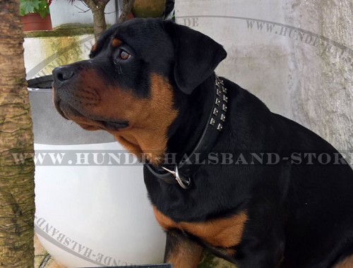 Rottweiler Lederhalsband mit Nieten