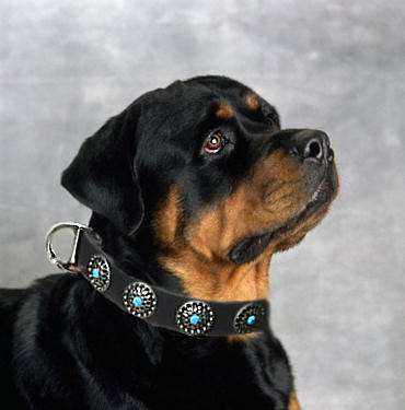 Neu Hundehalsband Leder mit blauen Steinen - zum Schließen ins Bild klicken