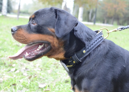 Bestseller Hundehalsband Leder für Rottweiler, geflochtenes Superhalsband - zum Schließen ins Bild klicken