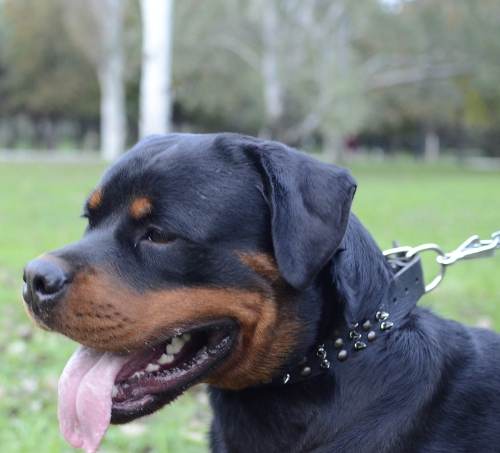 Rottweiler-Leder-Halsband-Breit-Nieten-Spikes