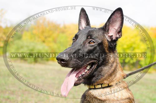 Lederhalsband super stilvoll für Malinois