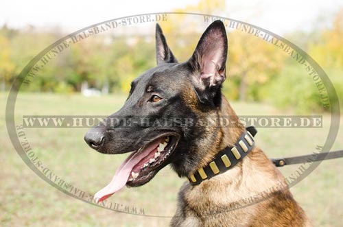 Nietenhalsband mit Platten für Malinois