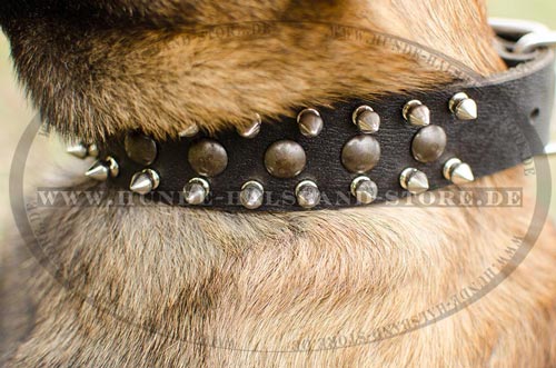 Designer Hasband mit Nieten und Spikes für Malinois