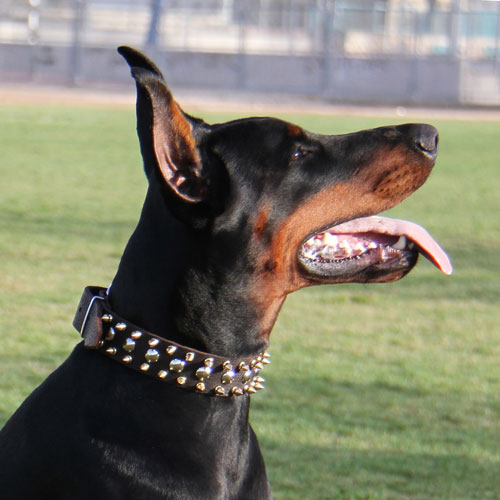 brass spiked dog collar for Doberman