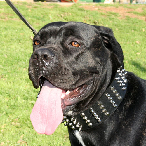 Extra wide spiked dog collar for Cane Corso