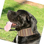 Cane Corso Halsband Leder breit mit Nieten Spikes