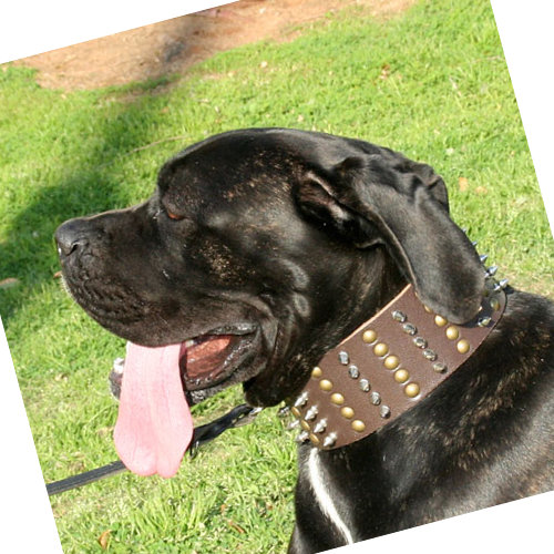 Wide Leather Collar for Cane Corso with Spikes