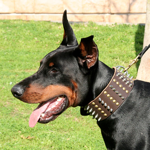 Wide Leather Collar for Doberman Pincher with Spikes
