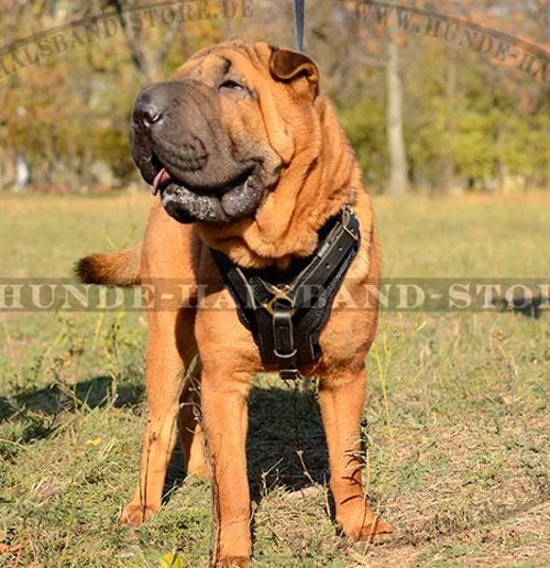 Schönes Brustgeschirr mit Polsterung für Shar-Pei - zum Schließen ins Bild klicken