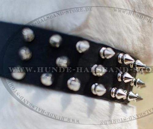 Hundehalsband Leder mit Spikes für amerikanische Bulldogge - zum Schließen ins Bild klicken