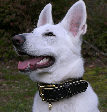 /images/large/Weisser-Schaeferhund-halsband_LRG.jpg