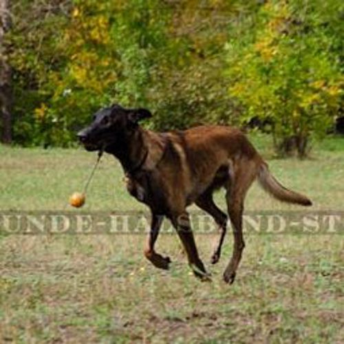 Zughalsband aus Leder für Malinois ⑤