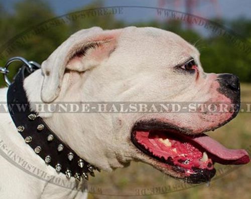 Amerikanische Bulldogge Halsband aus Leder mit 2-reihigen Nieten