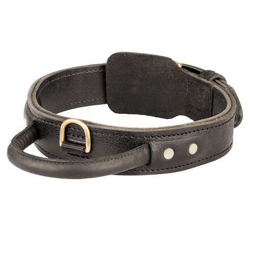 Leather dog collar with handle for American Bulldog