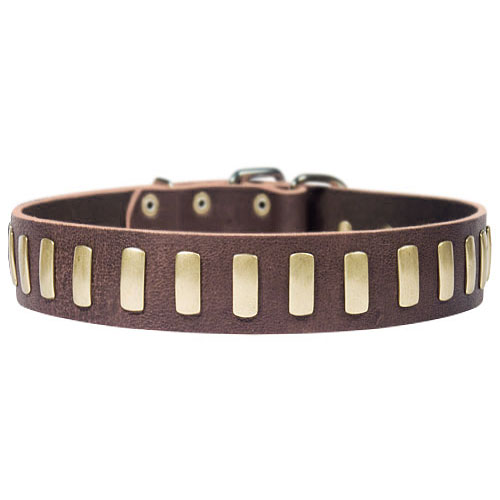 Leather dog collar with plates