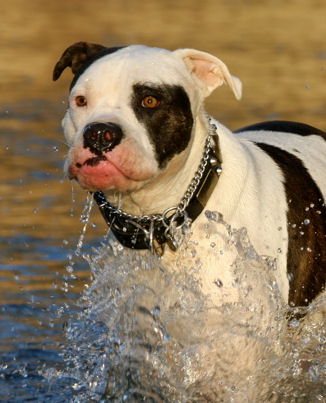 Perfekt hundehalsband, leder