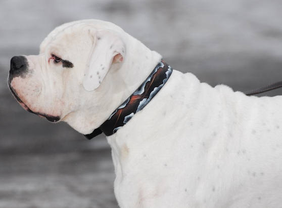 Bemaltes Hundehalsband fur American Bulldog