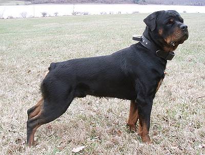 Bestseller Rottweiler Hetz-Hundehalsband aus Leder mit Griff - zum Schließen ins Bild klicken