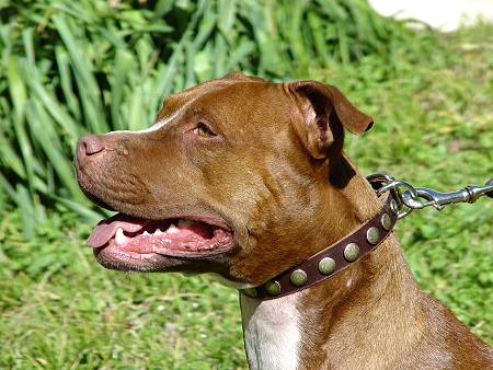 Dog leather collar with circles for Pitbull