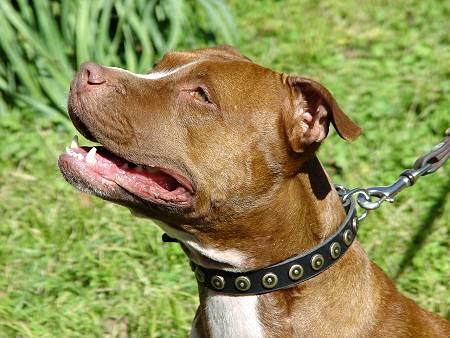 Leather dog collar with dotted circles